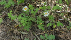 Rosa arvensis