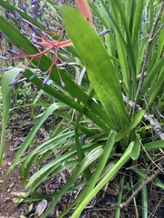 Portea petropolitana