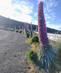 Echium perezii
