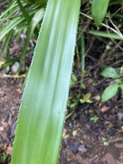 Portea petropolitana