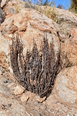 Myrothamnus flabellifolius image