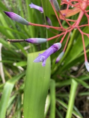 Portea petropolitana