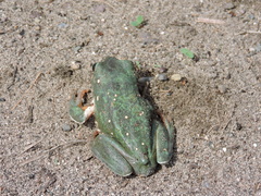 Agalychnis dacnicolor