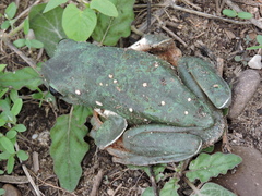 Agalychnis dacnicolor