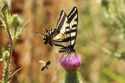 iNaturalist observation photo of Pale Swallowtail