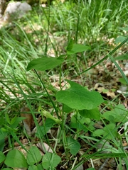Aristolochia lutea