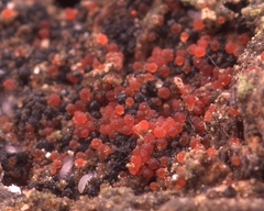 Dialonectria episphaeria