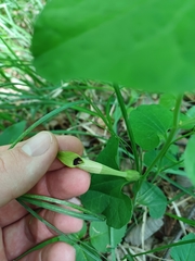 Aristolochia lutea