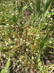 Lachnocaulon