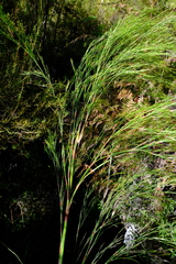 Restio subverticillatus