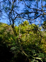 Psoralea odoratissima