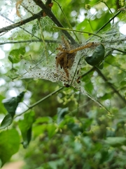 Yponomeuta cagnagella