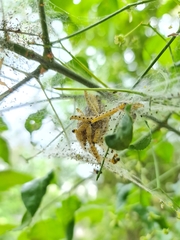 Yponomeuta cagnagella