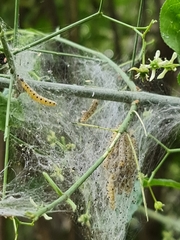 Yponomeuta cagnagella