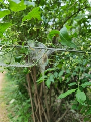 Yponomeuta cagnagella