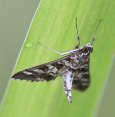 Epipagis forsythae