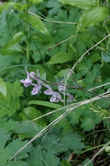 Corydalis glaucescens
