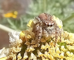 Philaeus chrysops