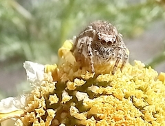 Philaeus chrysops