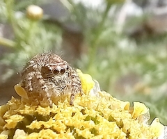 Philaeus chrysops