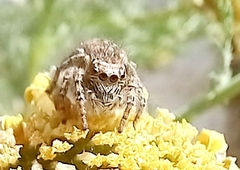 Philaeus chrysops