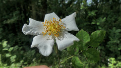 Rosa arvensis