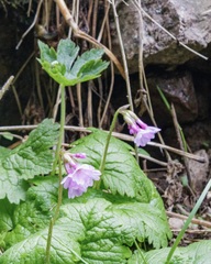 Primula matthioli