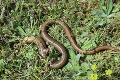 Pseudopus apodus apodus