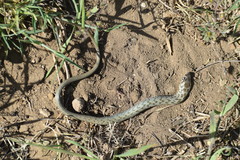 Pseudopus apodus apodus