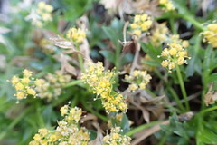 Cymopterus humilis