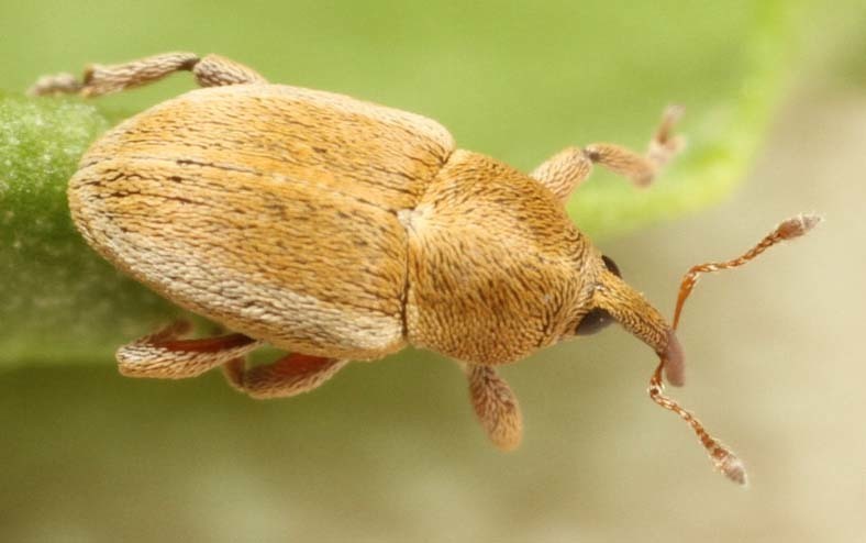 Tychius medicaginis