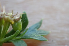 Cymopterus humilis