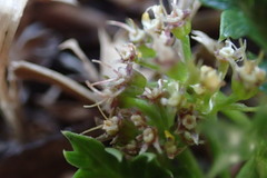 Cymopterus humilis