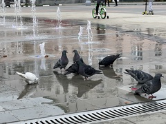 Columba livia domestica