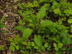 Campanula rapunculoides