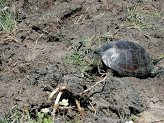 Emys orbicularis occidentalis