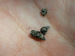 Nyctalus lasiopterus