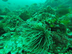 Ceriantharia