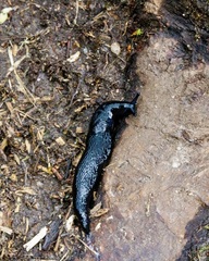 Turcomilax turkestanus