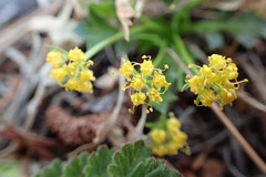 Cymopterus humilis