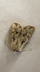 Lithophane disposita