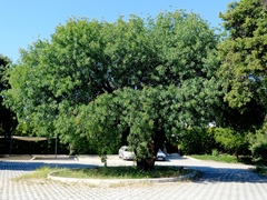 Pistacia terebinthus