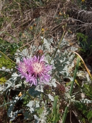 Centaurea cineraria circae