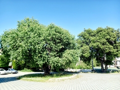 Pistacia terebinthus