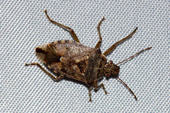 Podisus serieventris