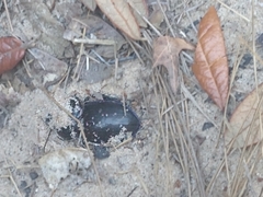 Pasimachus sublaevis