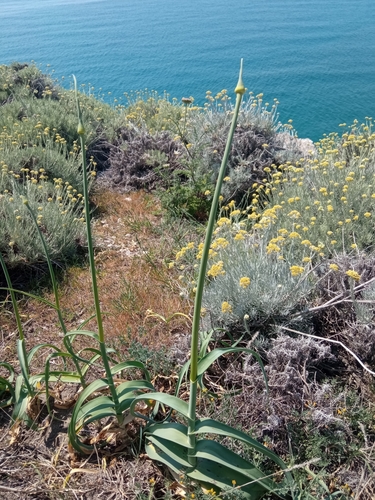 Aglio delle isole