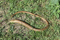 Pseudopus apodus apodus