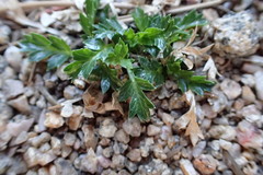 Cymopterus humilis