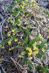 Cymopterus humilis